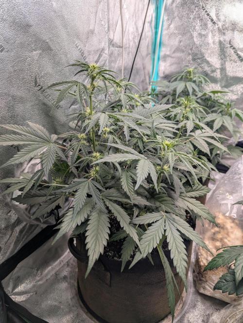 Deep purple crush. Week 5