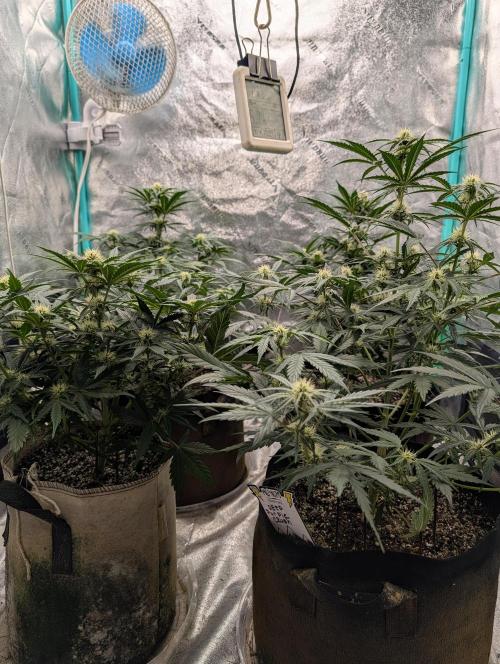 Deep purple crush. Week 6