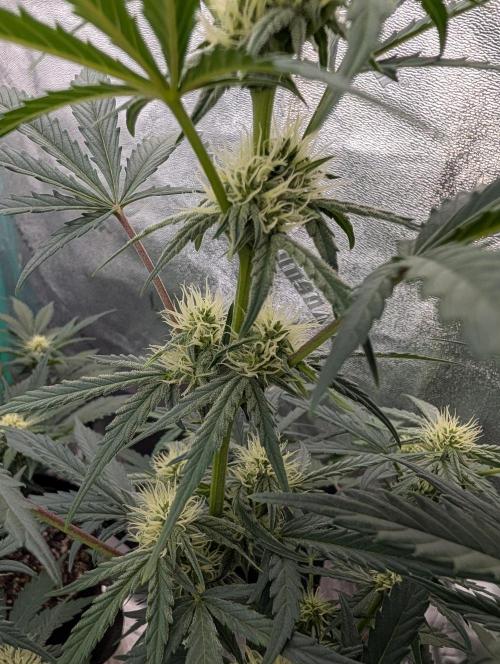 Deep purple crush. Week 6