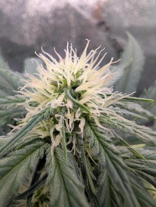 Deep purple crush. Week 6