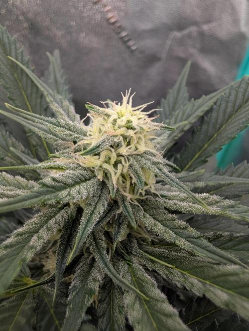 Deep purple crush. Week 6