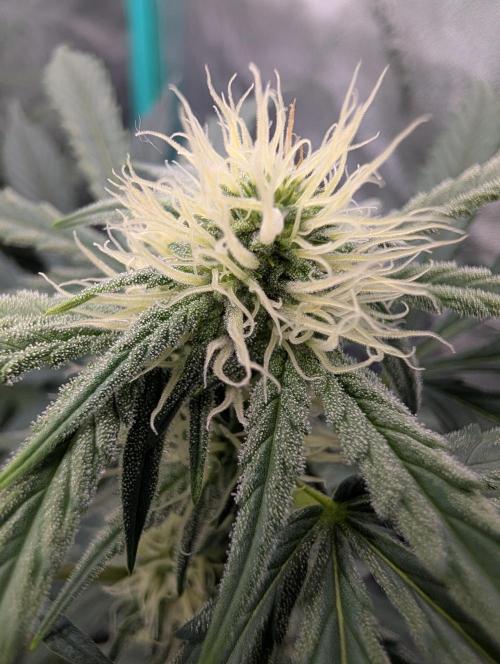 Deep purple crush. Week 6