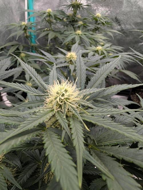 Deep purple crush. Week 6