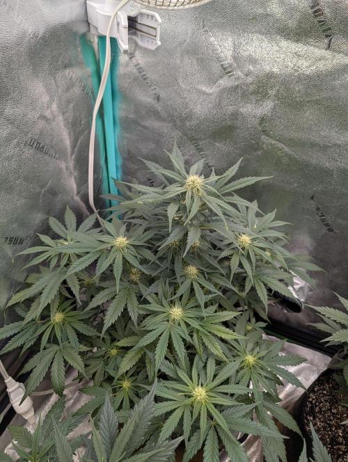 Deep purple crush. Week 6