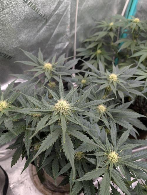 Deep purple crush. Week 6