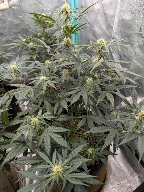 Deep purple crush. Week 6