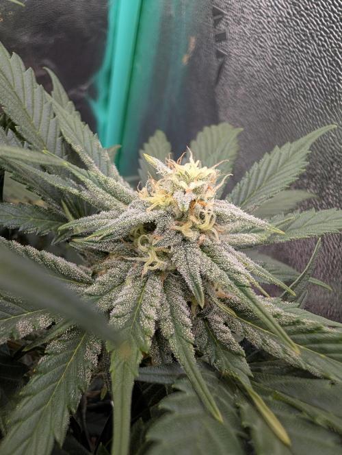 Deep purple crush. Week 7