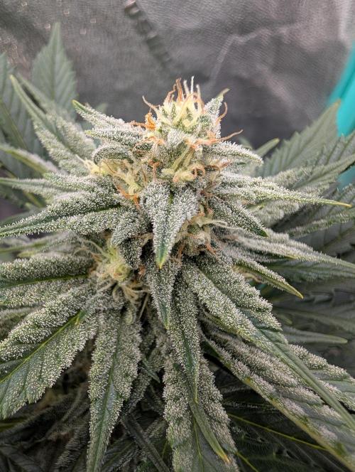 Deep purple crush. Week 7