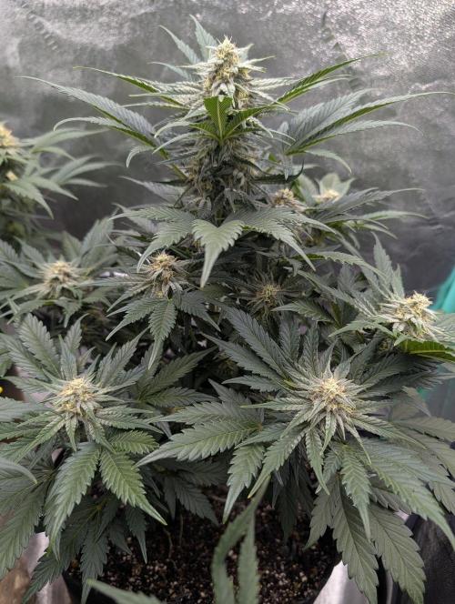 Deep purple crush. Week 7