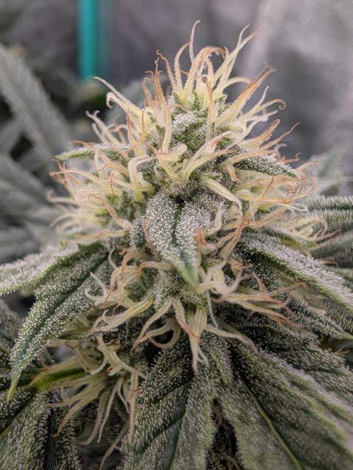 Deep purple crush. Week 7