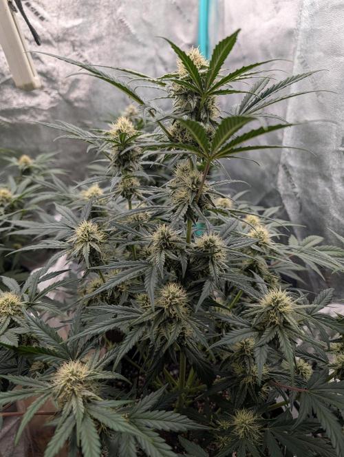 Deep purple crush. Week 7