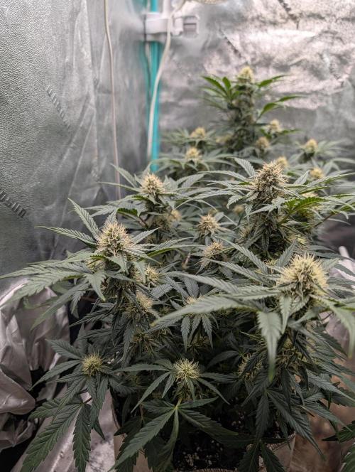 Deep purple crush. Week 7