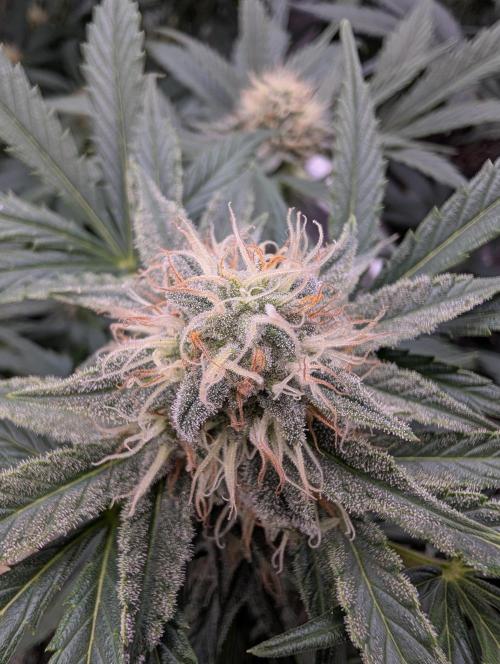 Deep purple crush. Week 7