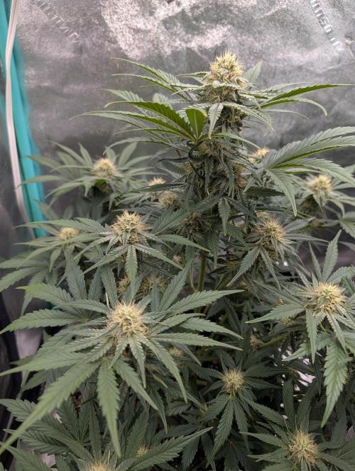 Deep purple crush. Week 7