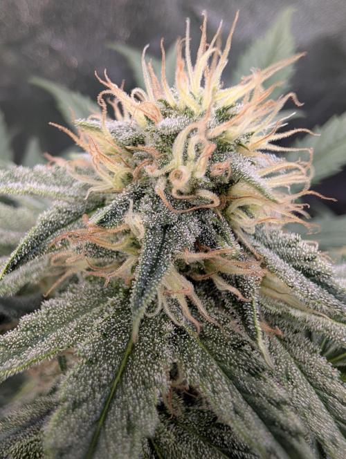 Deep purple crush. Week 7