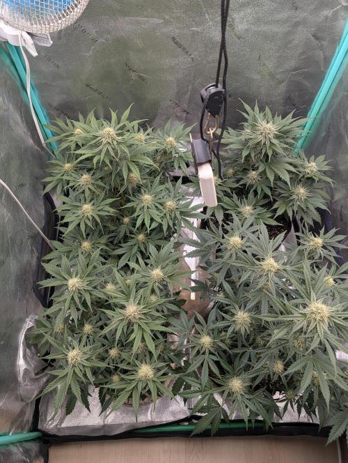 Deep purple crush. Week 7