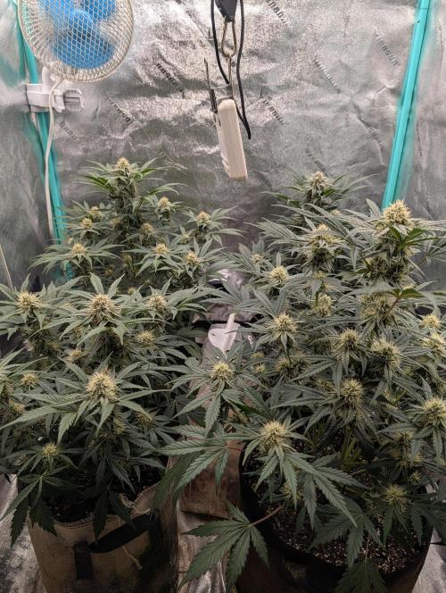 Deep purple crush. Week 7