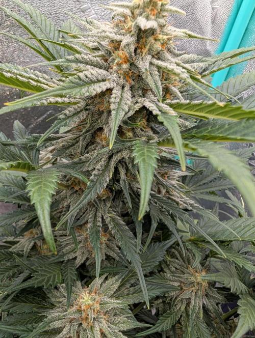 Deep purple crush. Week 8