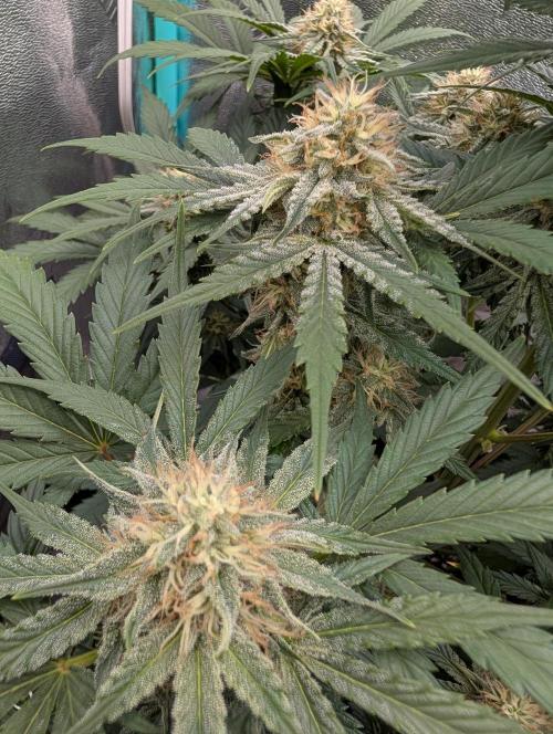 Deep purple crush. Week 8