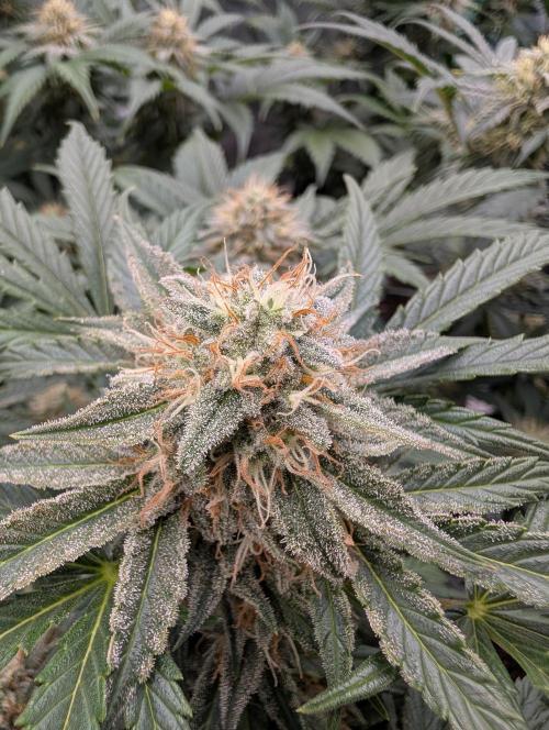 Deep purple crush. Week 8