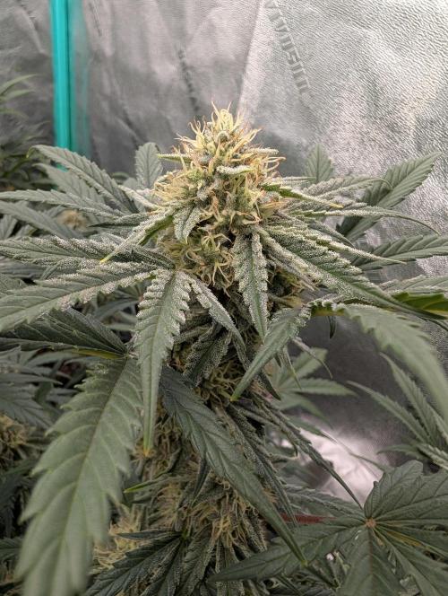 Deep purple crush. Week 8