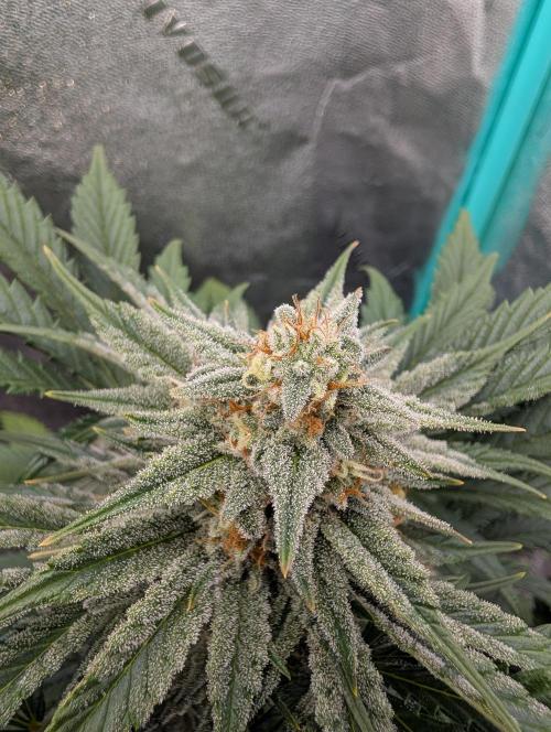 Deep purple crush. Week 8