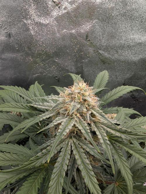 Deep purple crush. Week 8