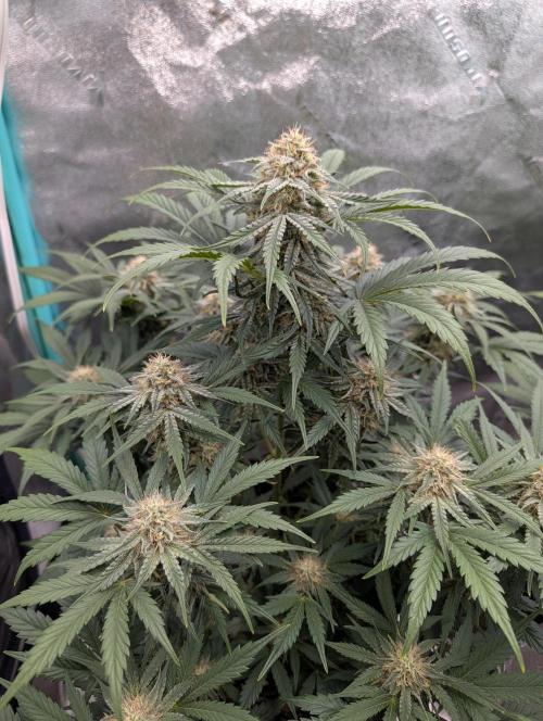 Deep purple crush. Week 8