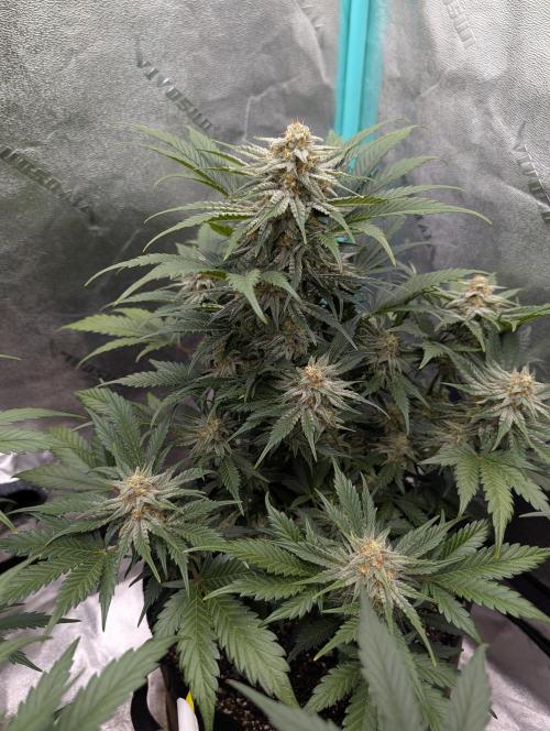 Deep purple crush. Week 8