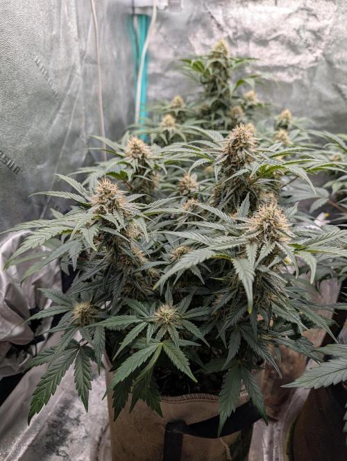 Deep purple crush. Week 8