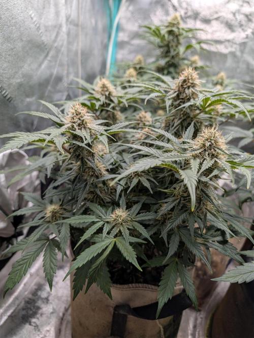 Deep purple crush. Week 8