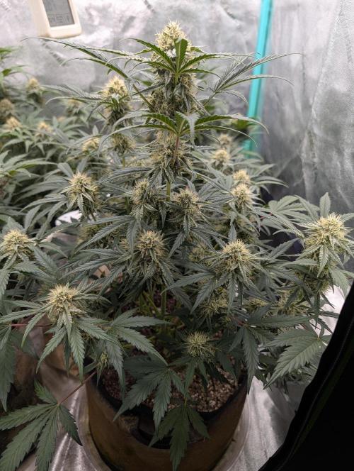 Deep purple crush. Week 8