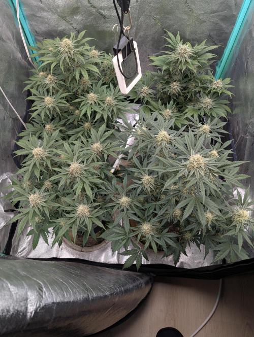 Deep purple crush. Week 8