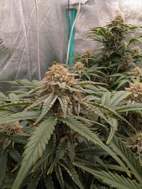 Deep purple crush. Week 9