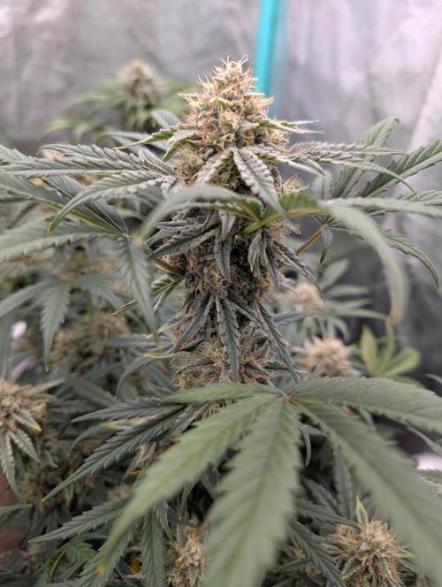 Deep purple crush. Week 9