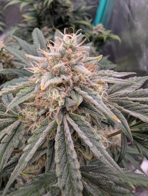 Deep purple crush. Week 9