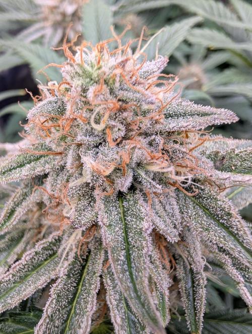 Deep purple crush. Week 9