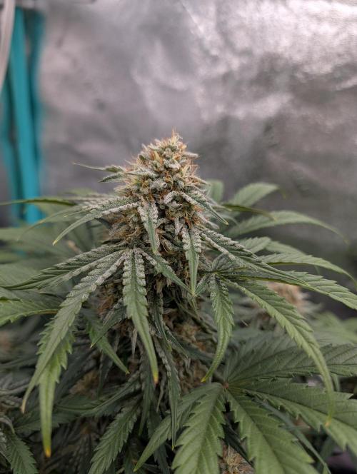 Deep purple crush. Week 9