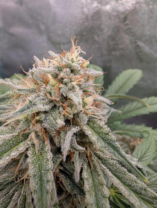 Deep purple crush. Week 9