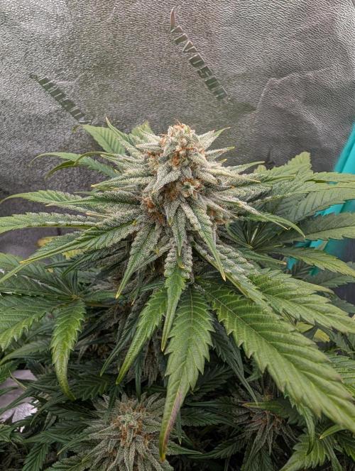 Deep purple crush. Week 9