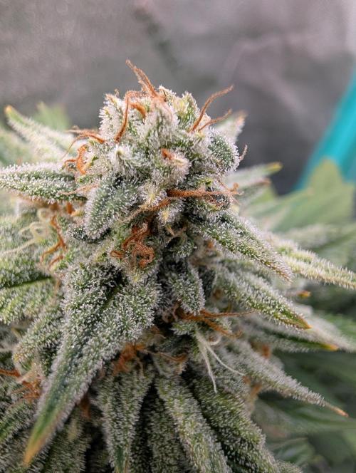 Deep purple crush. Week 9