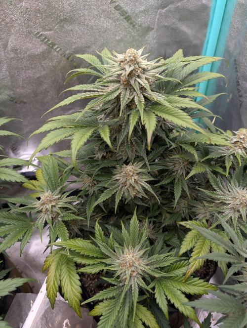 Deep purple crush. Week 9