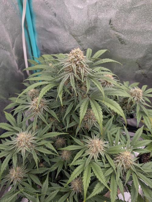 Deep purple crush. Week 9