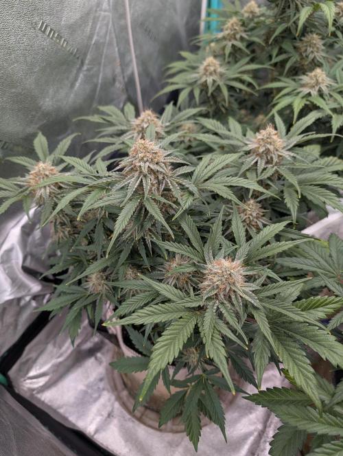 Deep purple crush. Week 9