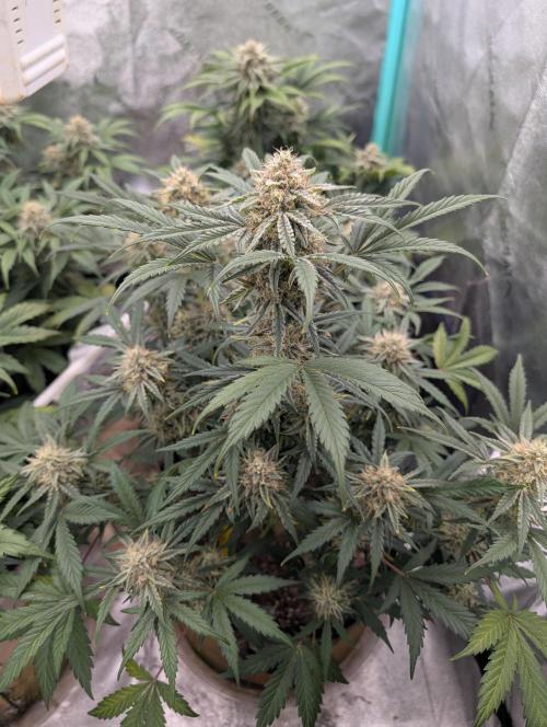 Deep purple crush. Week 9