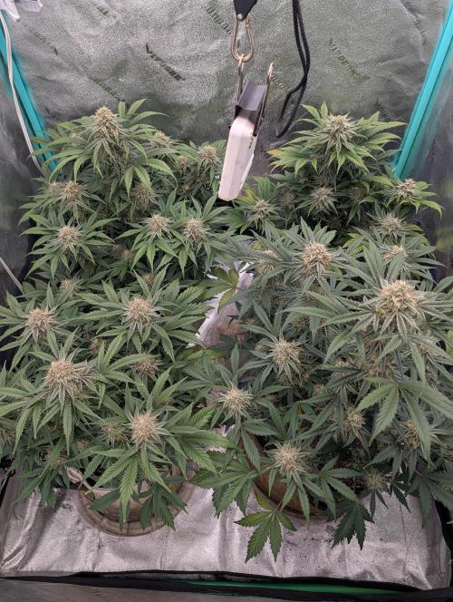 Deep purple crush. Week 9