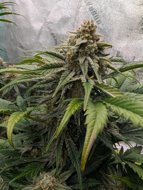 Deep purple crush. Week 10