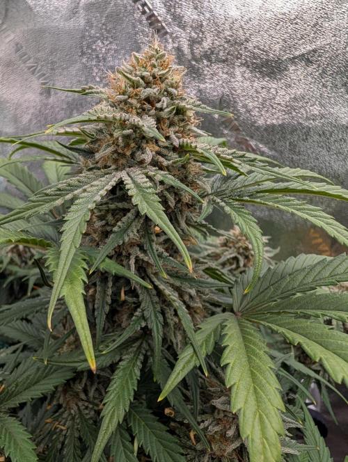 Deep purple crush. Week 10