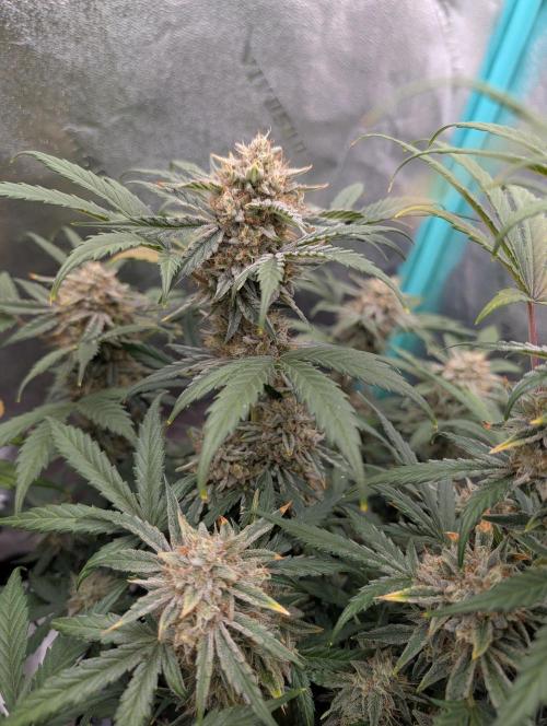 Deep purple crush. Week 10