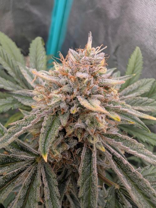 Deep purple crush. Week 10